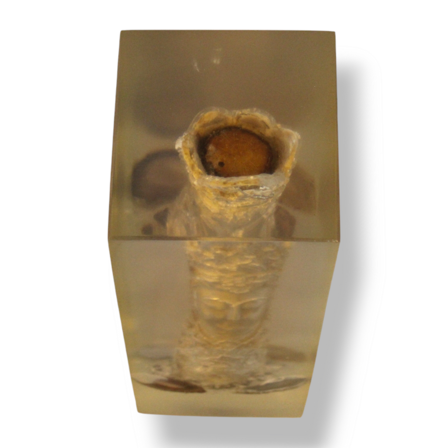 Face bone carving in resin