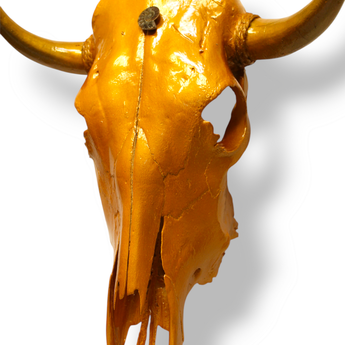 “Fibonacci Sequence” Bull Skull