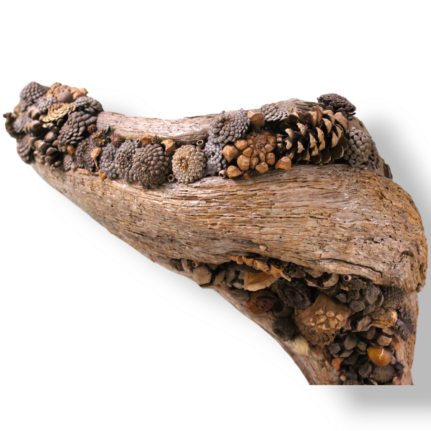 Drift Acorn