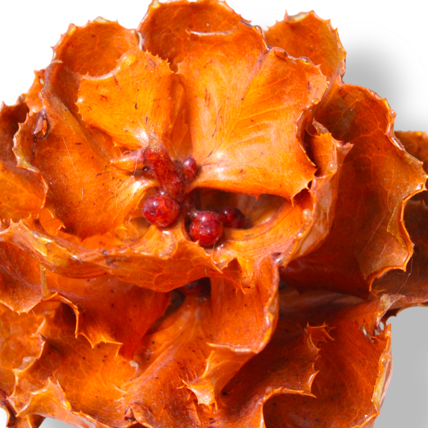 Orange Blossom arboreal sculpture