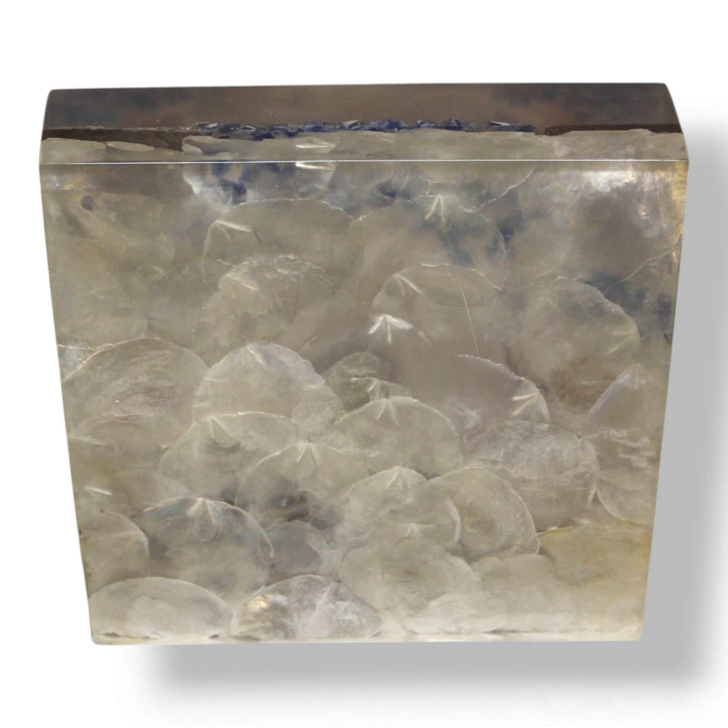 Capice Shell Resin Monolith