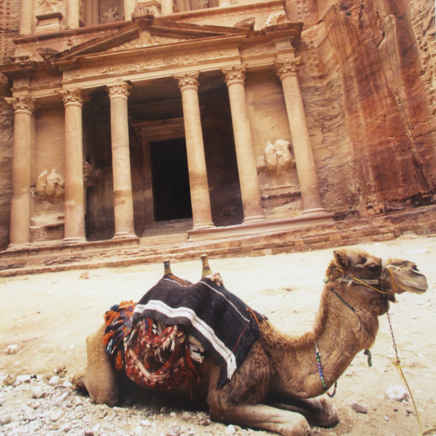 Resting Camel by Ira Meyer ( Petra, Jordan )