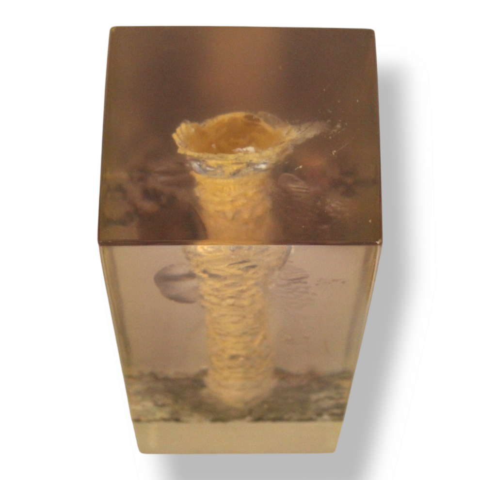 A Pair of Bones in Resin