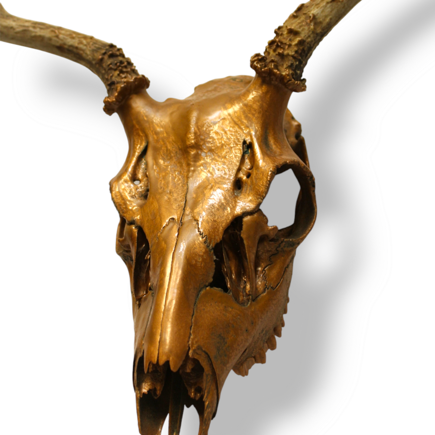 “Oh Dear…” Skull