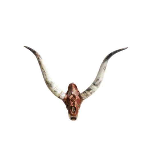 “Sabretooth Oxen” Wall Mounted Skull