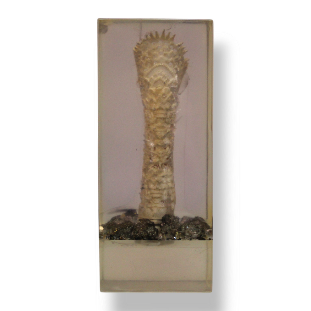 A Pair of Bones in Resin