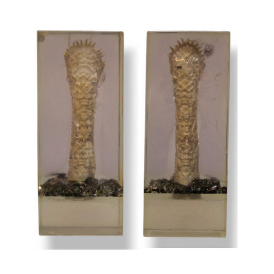 A Pair of Bones in Resin