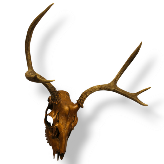“Oh Dear…” Skull
